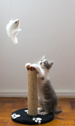 How to Train Your Cat to Run an Obstacle Course How to Train Your Cat to Run an Obstacle Course